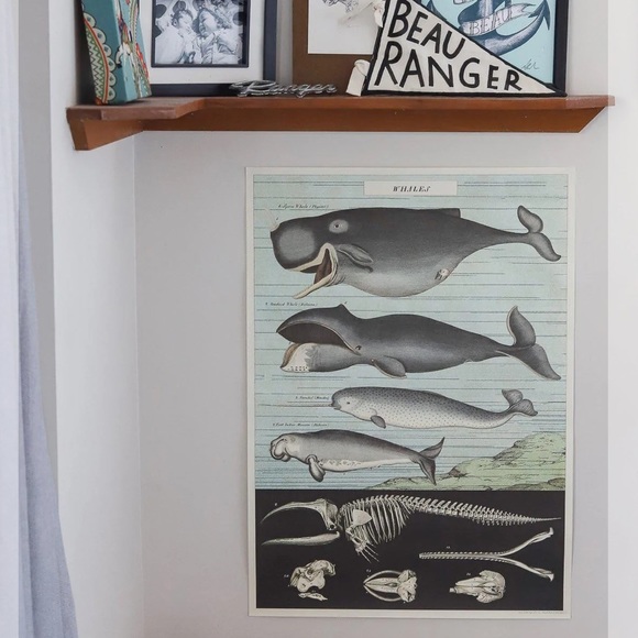 🐋 Cavallini & Co. Whales Vintage Image Chart Poster - NWT - Picture 7 of 8